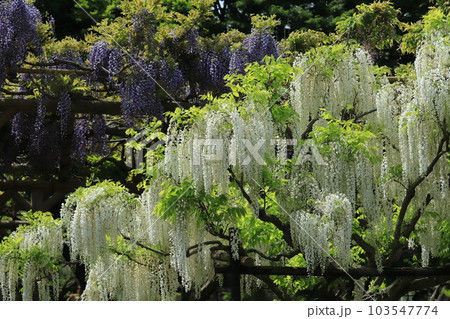 横須賀菖蒲園のフジの花 横須賀菖蒲園のフジの花 103547774