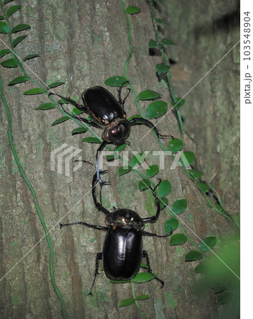 闘争する2匹のヤンバルテナガコガネ 103548904