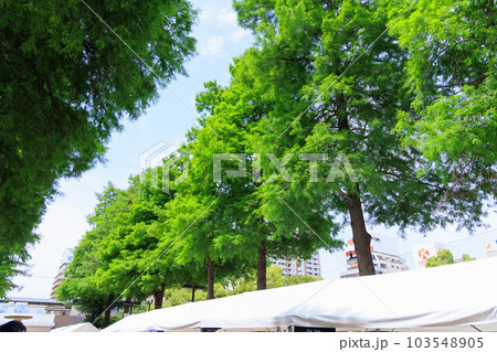 阪神尼崎駅前の木々「中央公園」 103548905