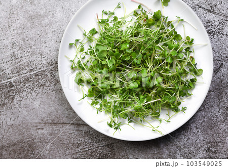 Plate with microgreens on a concrete table Plate with microgreens on a concrete table 103549025