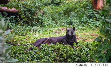 Portrait of black leopard tiger sit and relax in forest Portrait of black leopard tiger sit and relax in forest 103549116