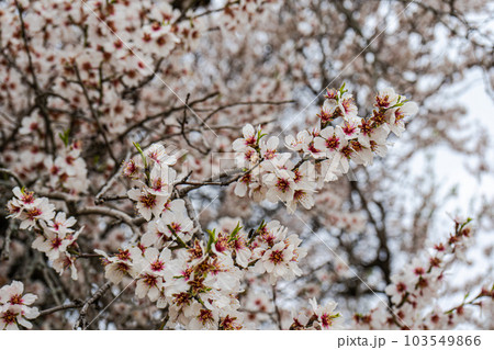 Beautiful almond tree blooming Beautiful almond tree blooming 103549866
