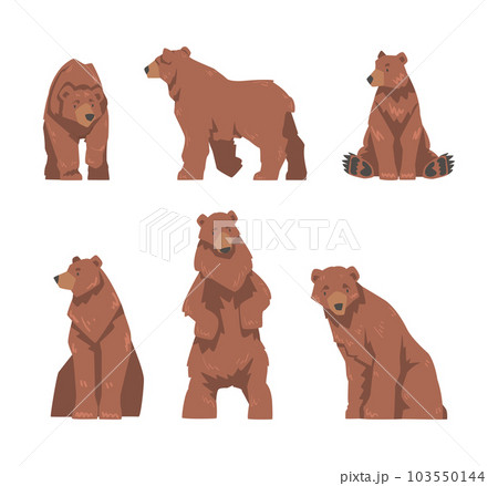 Brown Bear as Large Wild Terrestrial Carnivore Mammal with Thick Fur Vector Set Brown Bear as Large Wild Terrestrial Carnivore Mammal with Thick Fur Vector Set 103550144