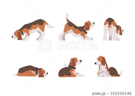 Beagle Dog as Scent Hound Breed with Brown Marking and Large Long Ears Vector Set 103550146
