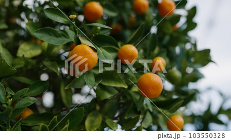 Slow motion of tangeerines on a tree closeup shot Slow motion of tangeerines on a tree closeup shot 103550328