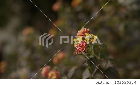SLow motion shot of Lantana plant in spring 103550334