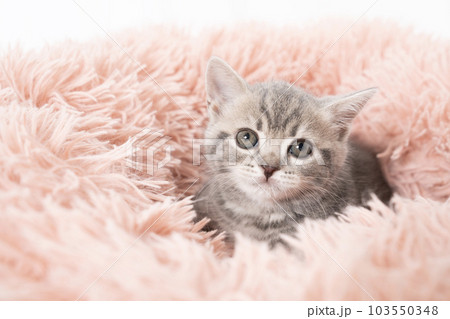 ベッドに入ったスコティッシュフォールドの仔猫 ベッドに入ったスコティッシュフォールドの仔猫 103550348