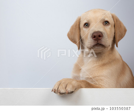 Headshot of labrador puppy Headshot of labrador puppy 103550387