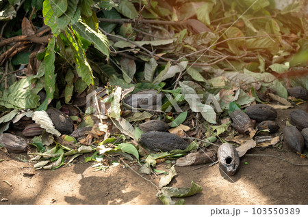 Bad cacao pods in farm field 103550389