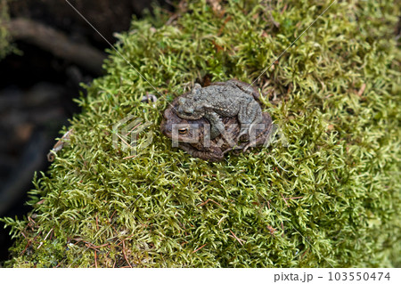 couple of common toads in amplexus among moss couple of common toads in amplexus among moss 103550474