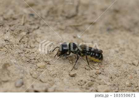 Closeup on a female Sleepy Carpenter Bee, Chelostoma florisomne collecting sand from the ground to mason her nest Closeup on a female Sleepy Carpenter Bee, Chelostoma florisomne collecting sand from the ground to mason her nest 103550671