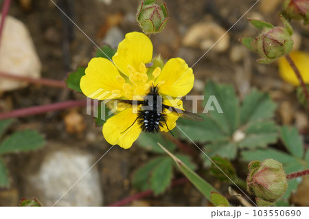 Closeup on the small black and whote bombylid bee fly, Bombylella atra on a yellow buttercup flower Closeup on the small black and whote bombylid bee fly, Bombylella atra on a yellow buttercup flower 103550690