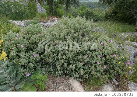 Closeup on the grey-leaved cistus, Cistus albidus in the Mediterranean Closeup on the grey-leaved cistus, Cistus albidus in the Mediterranean 103550733