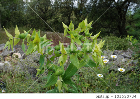Closeup on the caper or paper spurge, Euphorbia lathyris in a meadow Closeup on the caper or paper spurge, Euphorbia lathyris in a meadow 103550734