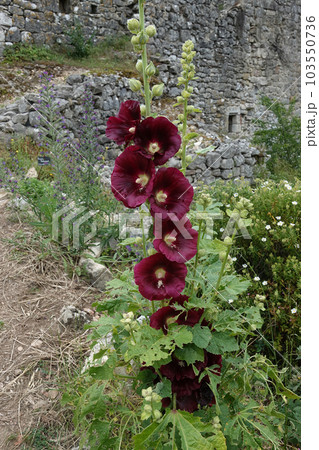 Vertical closeup on deep red flowers of the ornamental common hollyhock, Alcea rosea Vertical closeup on deep red flowers of the ornamental common hollyhock, Alcea rosea 103550736