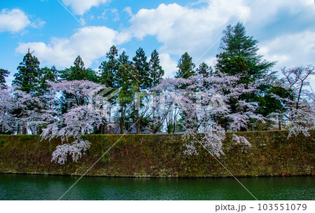 福島県　会津若松　鶴ヶ城　北出丸の石垣の桜 103551079
