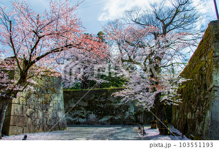 福島県 会津若松 鶴ヶ城 太鼓門 桜 福島県 会津若松 鶴ヶ城 太鼓門 桜 103551193
