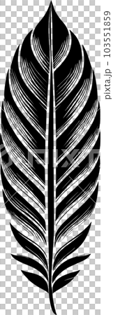 black graphic drawing stylized bird feather, isolated element black graphic drawing stylized bird feather, isolated element 103551859