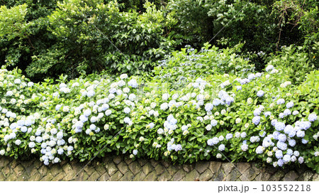 神奈川県三浦市城ヶ島の紫陽花 神奈川県三浦市城ヶ島の紫陽花 103552218