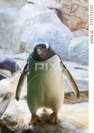 many penguins in the zoo live behind glass 103552302