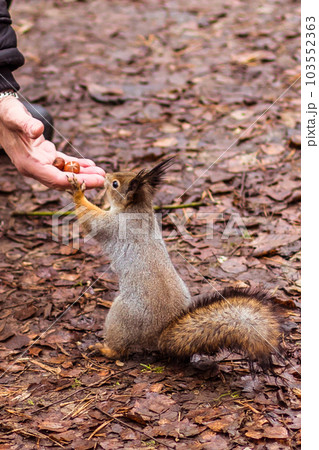 wild squirrel takes food from women hand 103552363