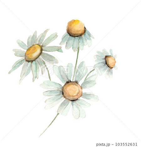 A Set Of Flowers. Daisy, Rose, Lily, Chamomile. Isolated On White