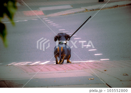 犬のお尻 103552800