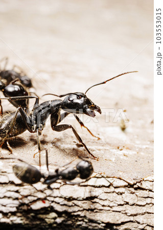 close-up. A black woodworm ant on the surface of a tree. 103553015