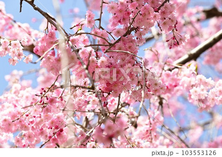 盛岡の桜 名所米内浄水場 盛岡の桜 名所米内浄水場 103553126