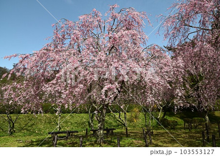 盛岡の桜 名所米内浄水場 盛岡の桜 名所米内浄水場 103553127