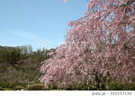 盛岡の桜 名所米内浄水場 盛岡の桜 名所米内浄水場 103553130