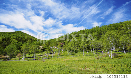 長野県富士見町入笠湿原の初夏 103553158