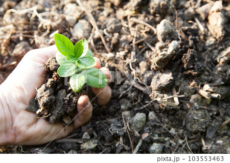 苗木を持つ手 103553463