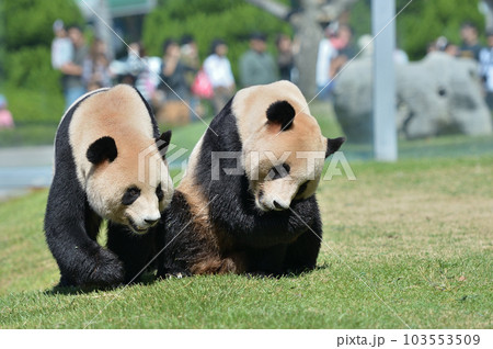 おやつを探す梅浜・永浜 103553509