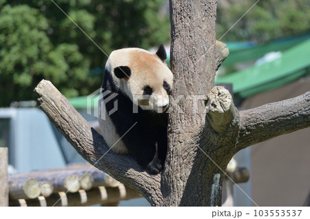 木に登って遊ぶ永浜 103553537