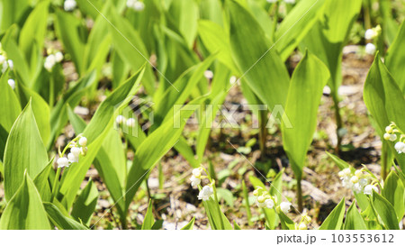 長野県富士見町の入笠湿原の鈴らん 長野県富士見町の入笠湿原の鈴らん 103553612