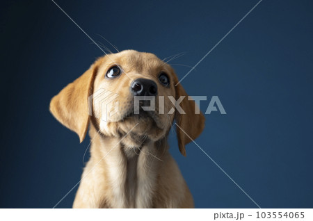 Studio shot portrait of a cute purebred labrador retriever puppy 103554065