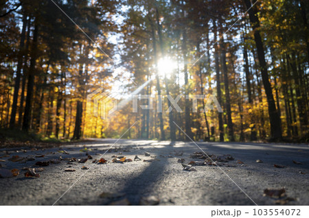 Road going through a beautiful autumn forest with sun rays busrting throught the trees 103554072