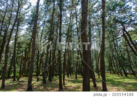 福井県敦賀市 気比の松原 福井県敦賀市 気比の松原 103554188