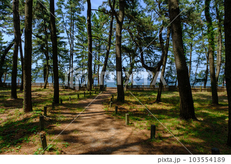 福井県敦賀市 気比の松原 福井県敦賀市 気比の松原 103554189