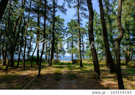 福井県敦賀市 気比の松原 福井県敦賀市 気比の松原 103554193