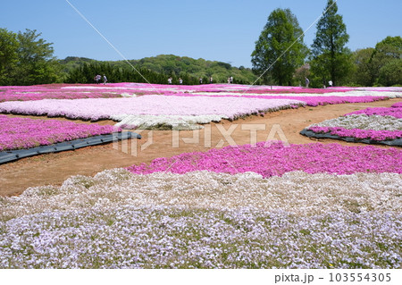 観光農園世羅町の花夢の里の景色 観光農園世羅町の花夢の里の景色 103554305
