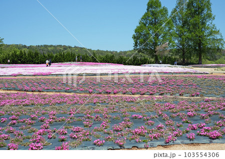 観光農園世羅町の花夢の里の景色 103554306