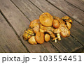 Fresh mushrooms on a wooden table. Heap of freshly picked mushrooms. 103554451