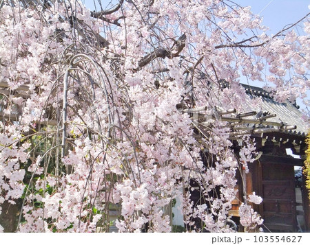 法住寺の桜 103554627