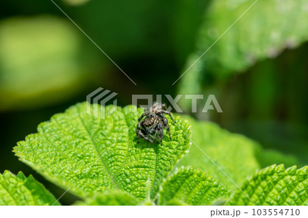 ハエトリグモ（ネコハエトリ） 103554710