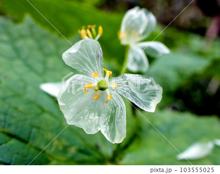 ガラスの花びら2 103555025