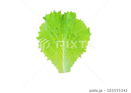 Bright green lettuce salad leaf isolated on white Bright green lettuce salad leaf isolated on white 103555342