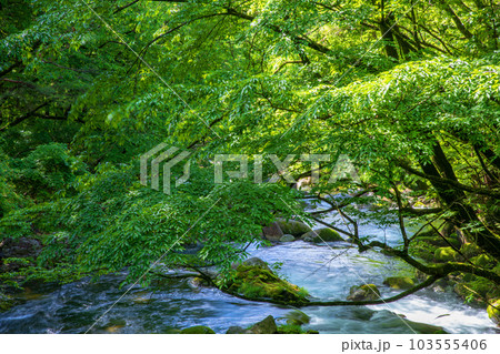 大芦川 滝ヶ花橋からの眺め 古峯神社付近 新緑の風景 鹿沼市 大芦川 滝ヶ花橋からの眺め 古峯神社付近 新緑の風景 鹿沼市 103555406