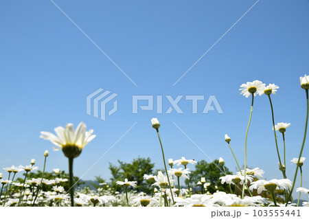 青空に向かって咲く除虫菊 青空に向かって咲く除虫菊 103555441